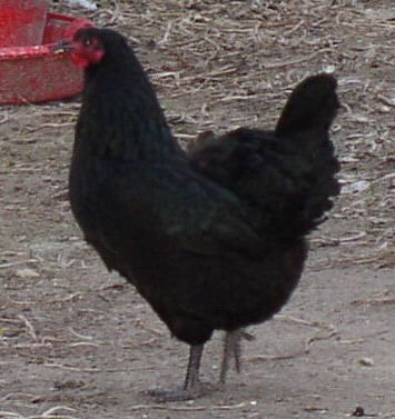 Black Hen